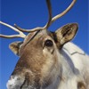 Reindeer (Rangifer tarandus) close-up portrait of female (wide-angle - low viewpoint) in winter. Scotland